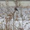 Burnaby Lake