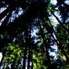 Capilano Canyon