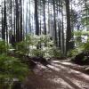 Upper Shinglebolt