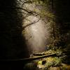 Cypress Falls