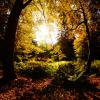 Stanley Park