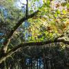 Lynn Canyon Park