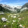 Brandywine Meadows