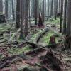 Lynn Canyon Park