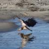 Eagle Viewing Dyke