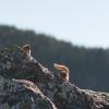 Stawamus Chief