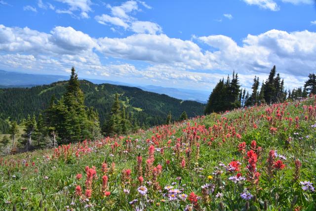 Mt Tod Summit Trail