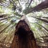 Baden Powell Trail