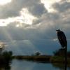 Refill Bird Sanctuary