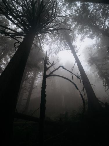 Golden Ears Trail