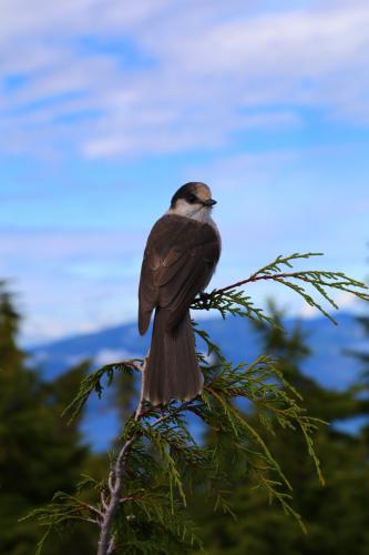 Black Mountain Trail To Eagles Bluff