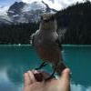 Joffre Lakes Trail