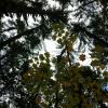 Lower Falls Trail