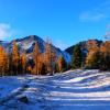Mt Frosty and Larch Grove