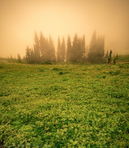 Mt. Cheam Trail
