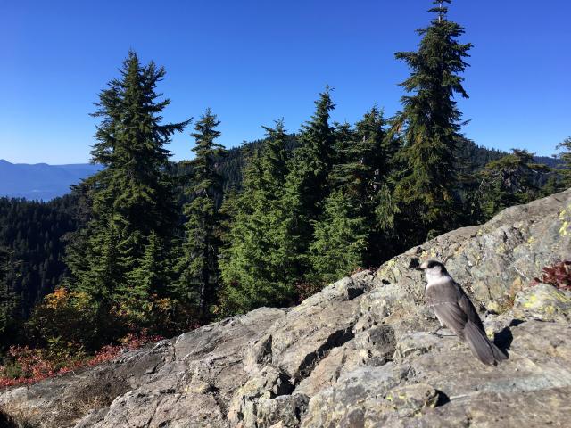 Hollyburn Mountain