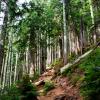 Howe Sound Crest Trail