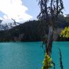 Joffre Lake Trail