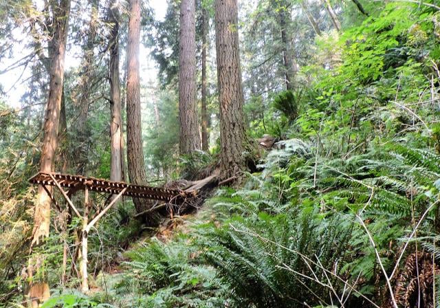 Cyrstal Falls Trail