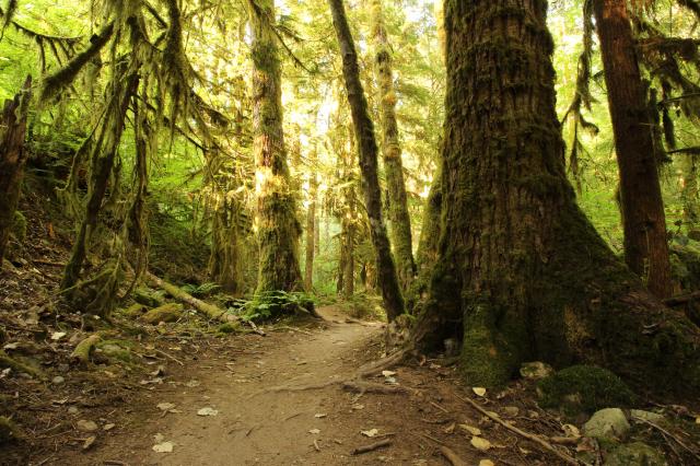Jack's Trail
