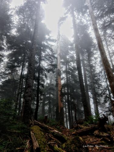 Alouette Mountain Trail
