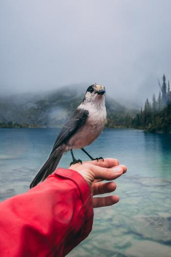 Joffre Lakes