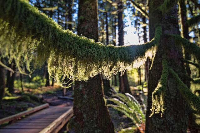 East Sector Trails