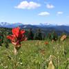 Heather Trail