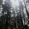 Alouette mountain Trail