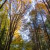 Killarney Creek Trail