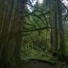 Aloutte Mountain Trail