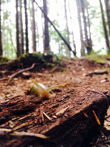 Mount Benson Trail