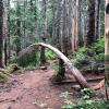 Cypress