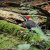 Pacific Spirit Park