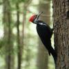 Pacific Spirit Park