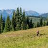 Heather Trail