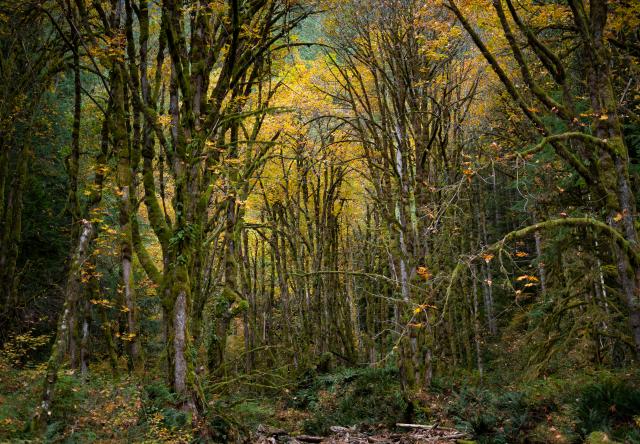 West Canyon Trail