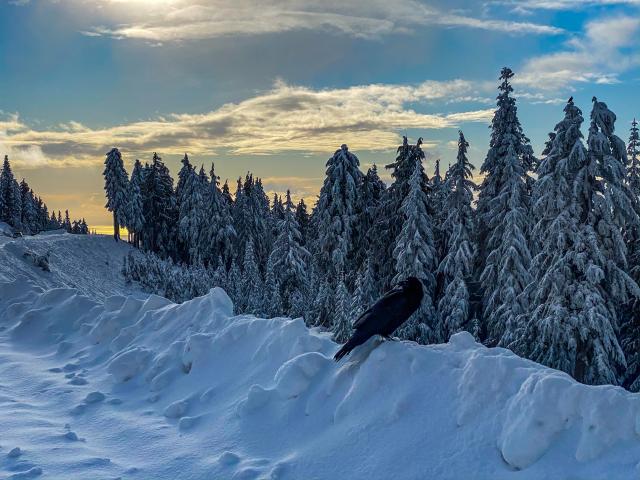Dog Mountain