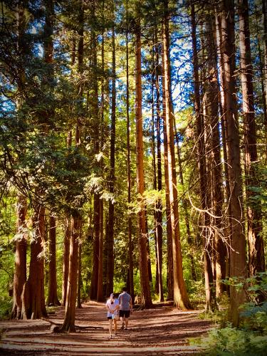 Red Wood Park Trail