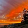 Shore Pine Trail