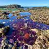 Juan De Fuca Trail