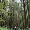 Golden Ears