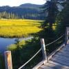 Alpine Meadows