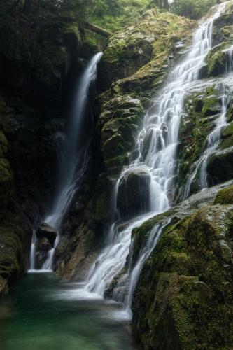 Kennedy Falls Big Ceder