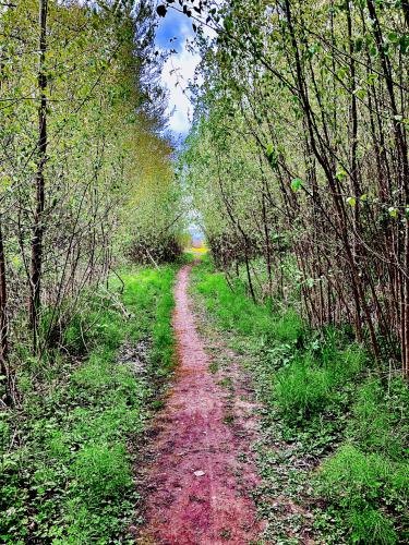 Number 5 Rd Trail