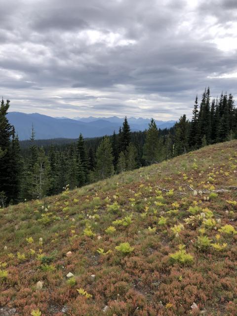 Heather Meadows