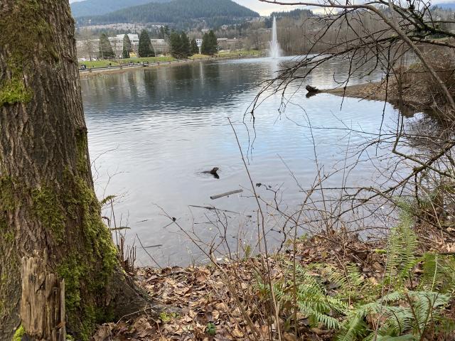 LaFarge Lake Photo | Hiking Photo Contest | Vancouver Trails