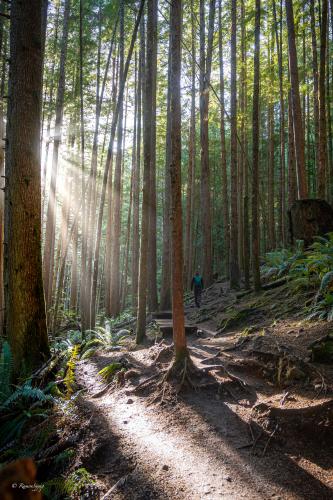 Juan De Fuca Trail To Mystic Beach