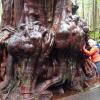 Avatar Grove