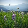 Skyline Trail II